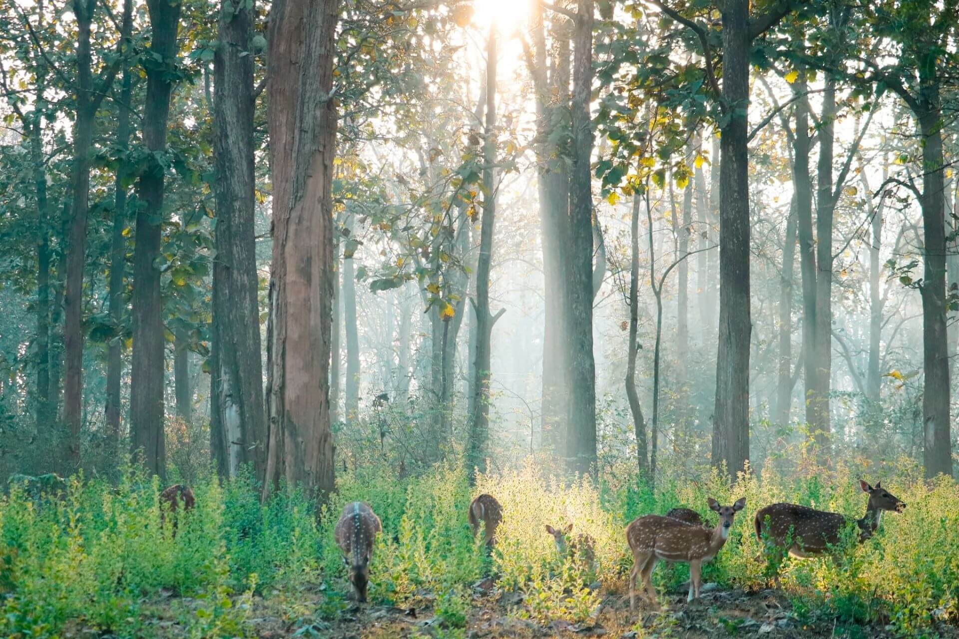 Nagarhole National Park Mysore Entry Fee Timings Entry Ticket Cost 